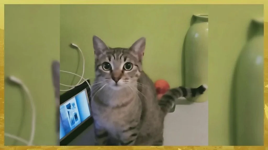 Plus belle la vie La véritable histoire du chat de Mathis !